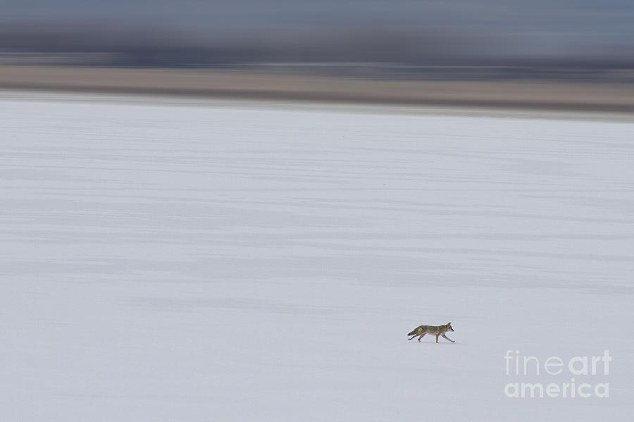 Running Fox Photograph by James BO Insogna