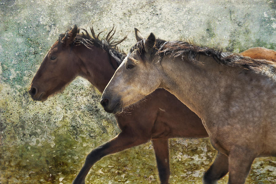 Running Free - Pryor Mustangs Photograph by Belinda Greb