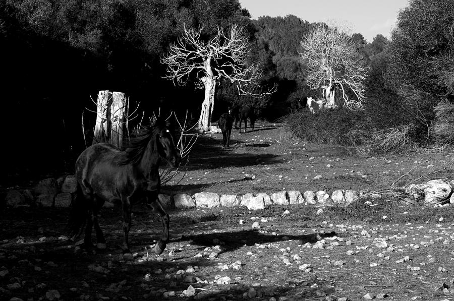 Minorcan black horses - Running free black and white edition Photograph by Pedro Cardona Llambias