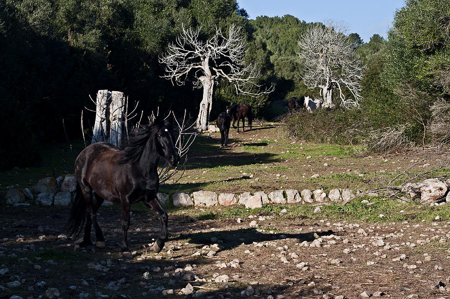 Minorcan Black Horses - Running Free Photograph