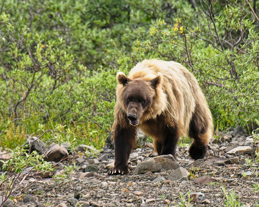 Running Grizzly  Photograph by Betty Eich