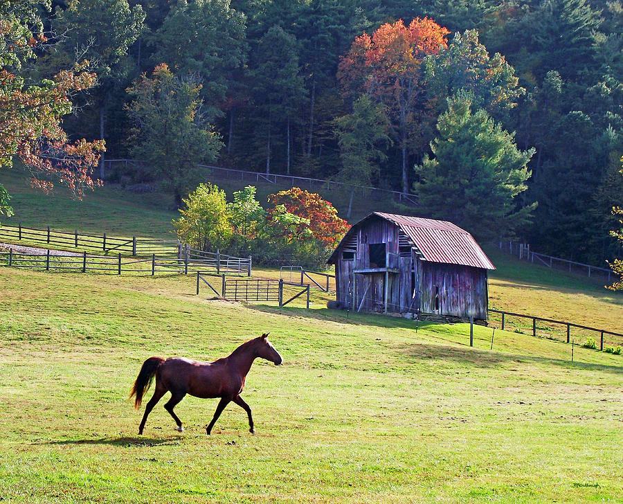 Running Horse and Old Barn Photograph by Duane McCullough