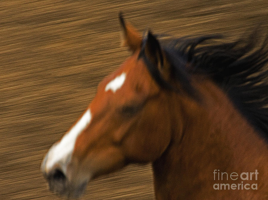 Horse Photograph - Running Horse by J L Woody Wooden