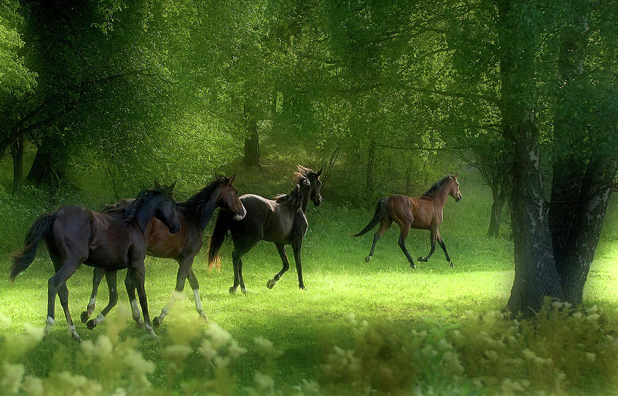 Horses Photograph - Running Horses by Allan Wallberg