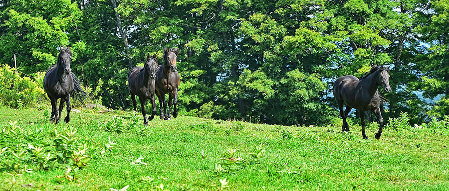 Running horses Photograph by Jim Boardman
