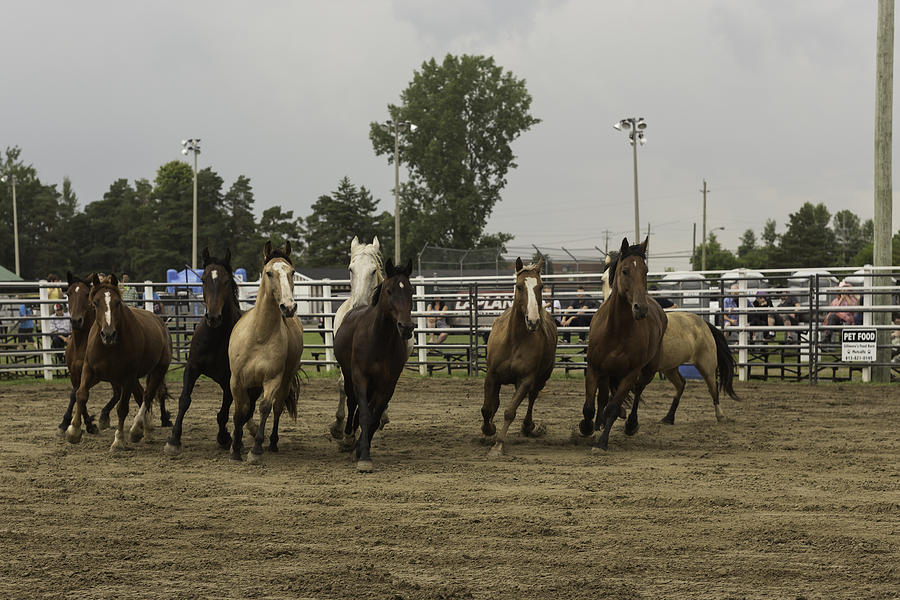 Running Horses Photograph by Josef Pittner