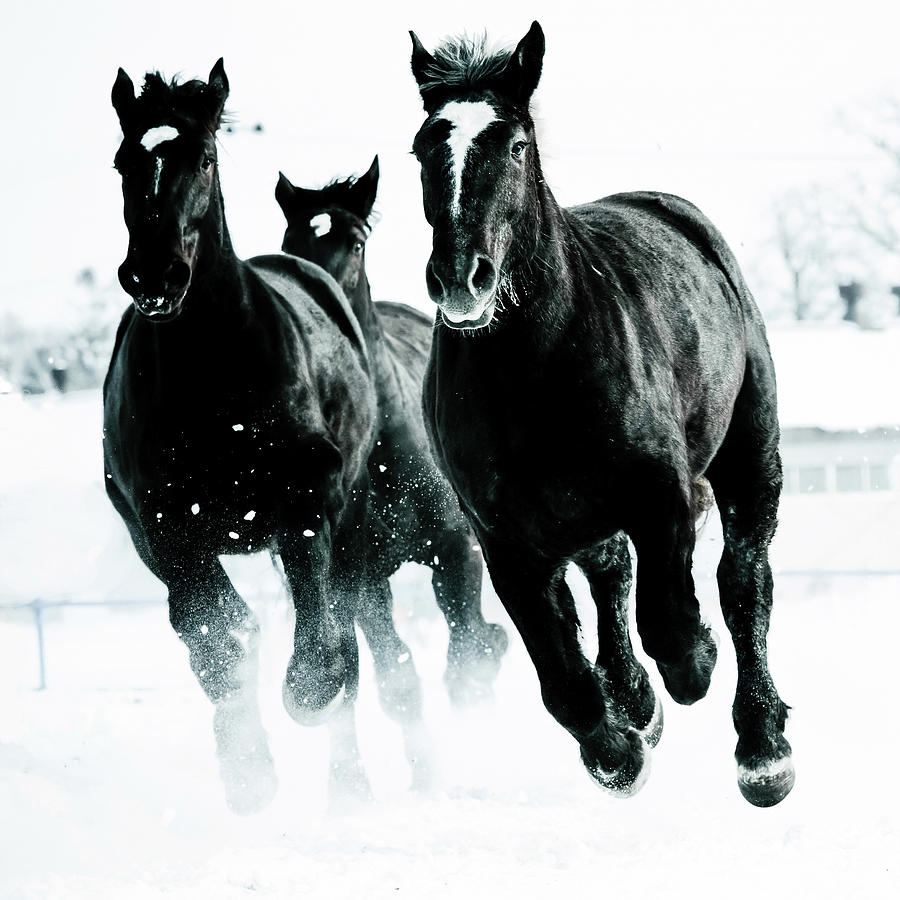 Running Horses Photograph by Makienis Photo Running Horses Photograph by Makienis Photo