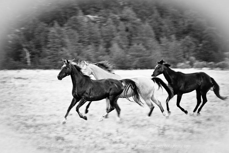 Running Horses Photograph by Steven Reed