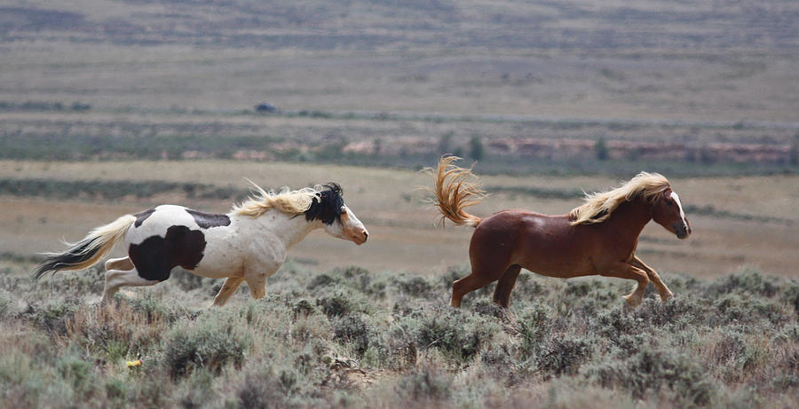 Running Mustangs Photograph by Jean Clark