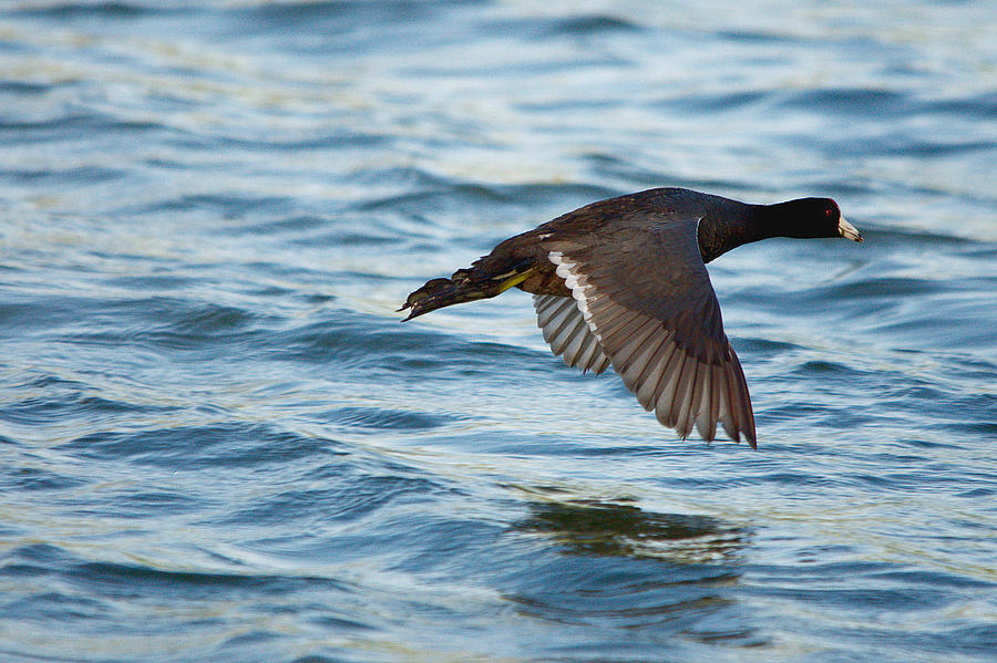 Running On Water Series 7 Photograph by Roy Williams | Fine Art America