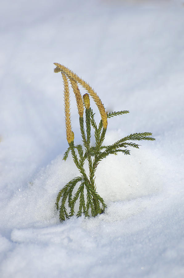 Running Pine In Snow Photograph by John W. Bova