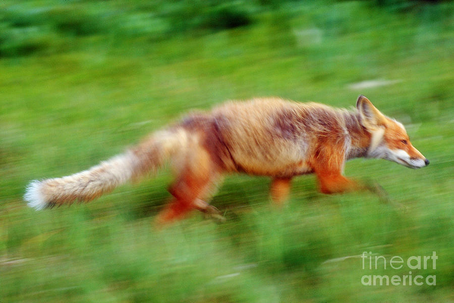 Running Red Fox Photograph by Art Wolfe
