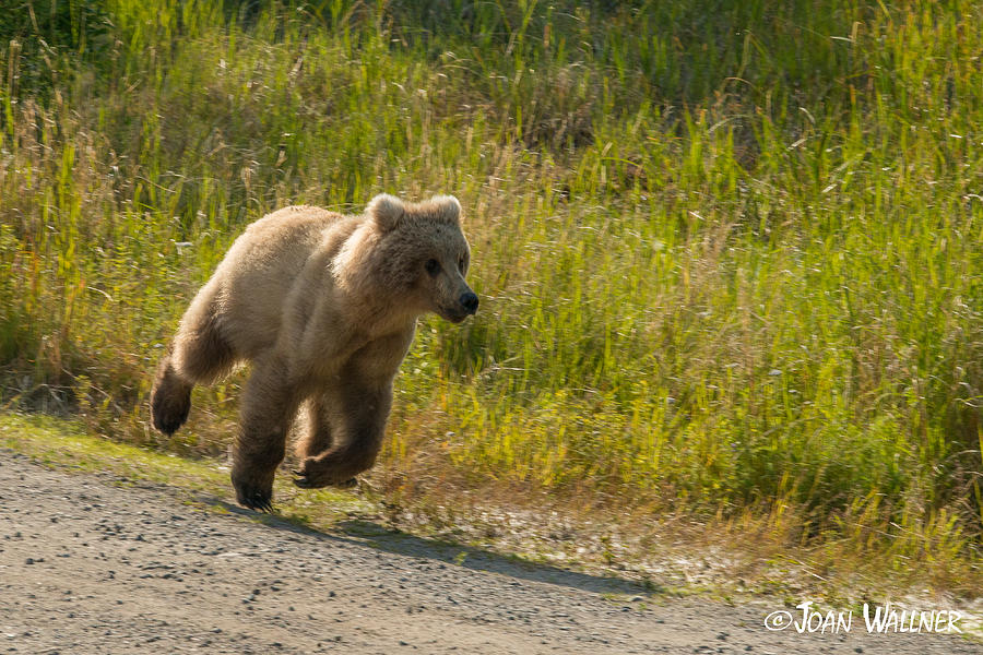 Running Scared Photograph by Joan Wallner