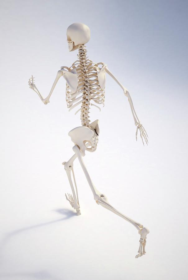 Running Skeleton Photograph by Andrzej Wojcicki/science Photo Library ...