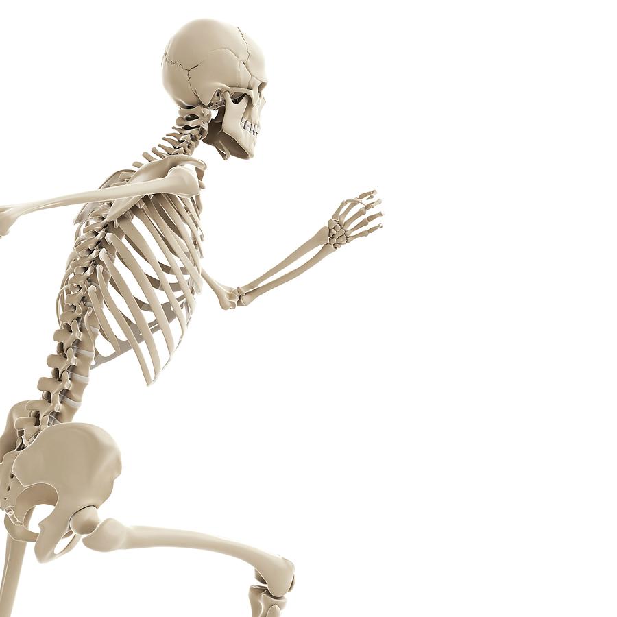 Running Skeleton Photograph by Sciepro/science Photo Library - Fine Art ...