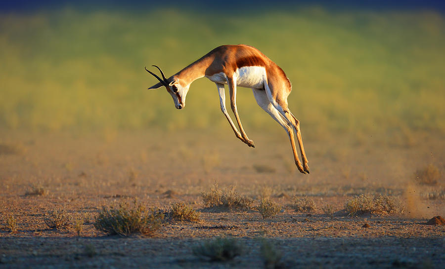 Running Springbok jumping high Photograph by Johan Swanepoel