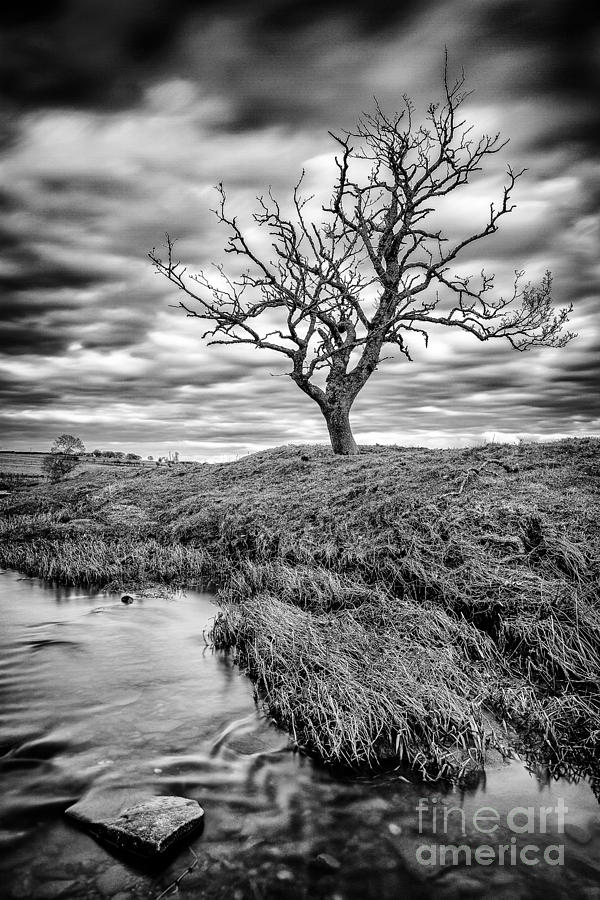 Tree Photograph - Running Through  by John Farnan