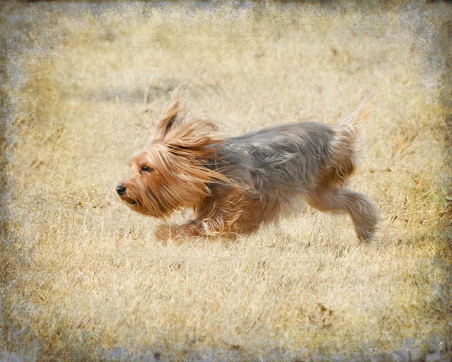 Running to Her Photograph by Jai Johnson