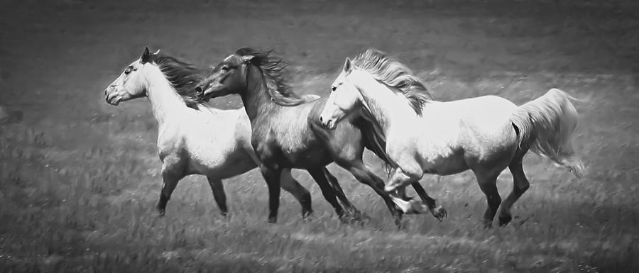 Running Wild Photograph by Athena Mckinzie - Fine Art America