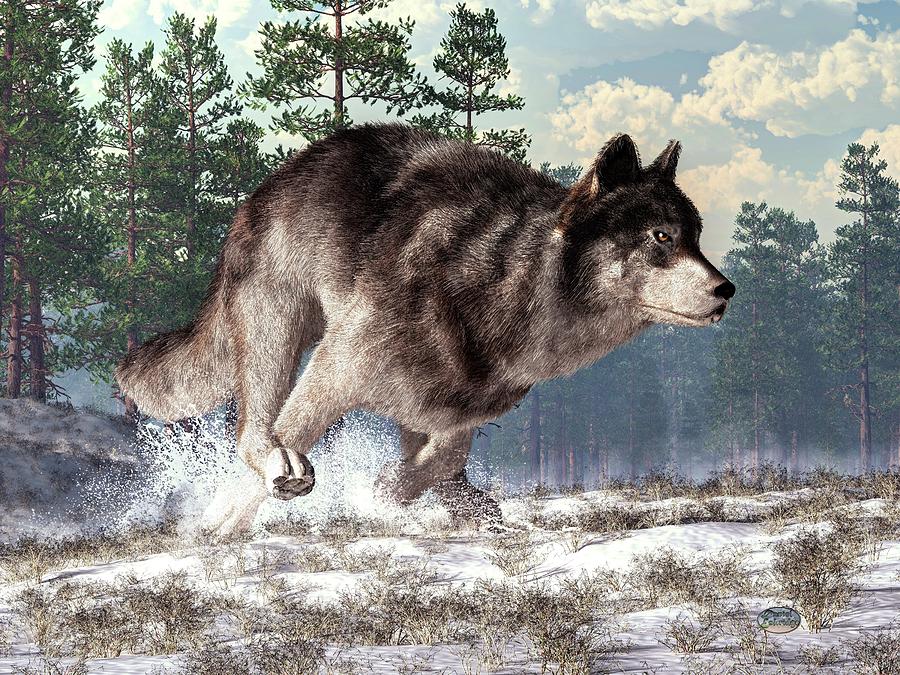 Running Wolf Digital Art by Daniel Eskridge