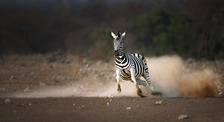 Wildlife Photograph - Running Zebra by Johan Swanepoel