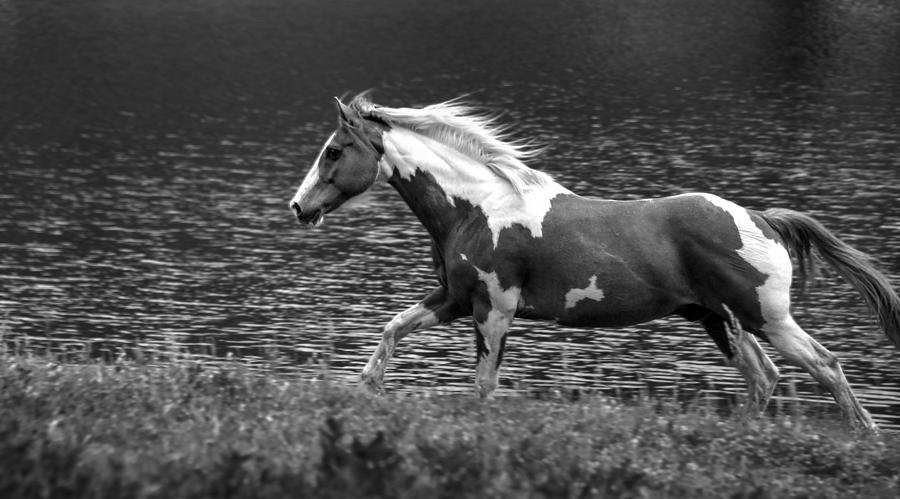 Horse Photograph - American paint horse by Phil And Karen Rispin