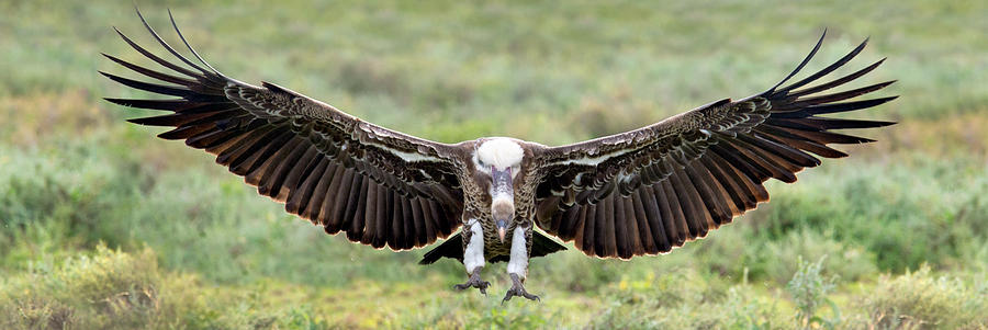 Ruppells Griffon Vulture Gyps Photograph by Panoramic Images - Fine Art ...