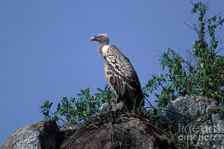 Ruppells Griffon Vulture Photograph by Ron Sanford