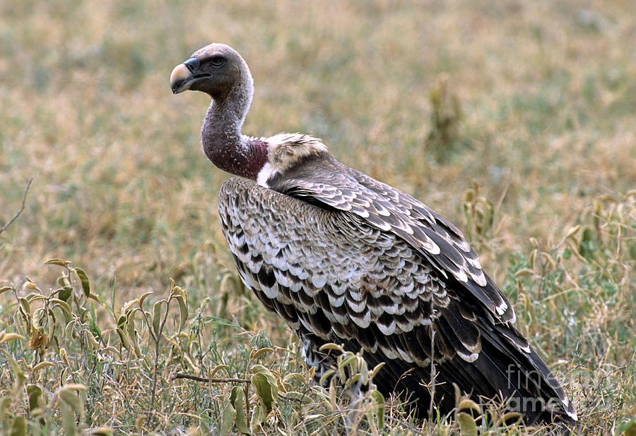 Ruppells Griffon Vulture Photograph by William H. Mullins - Fine Art ...