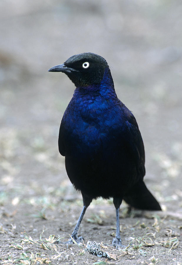 Ruppells Long-tailed Starling Photograph by William H. Mullins - Fine ...