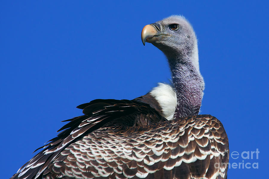 Vulture Photograph - Ruppels Griffon Vulture by Nick  Biemans