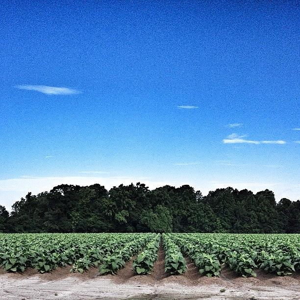 Nature Photograph - Rural America Tobacco Fields by Melissa Evans