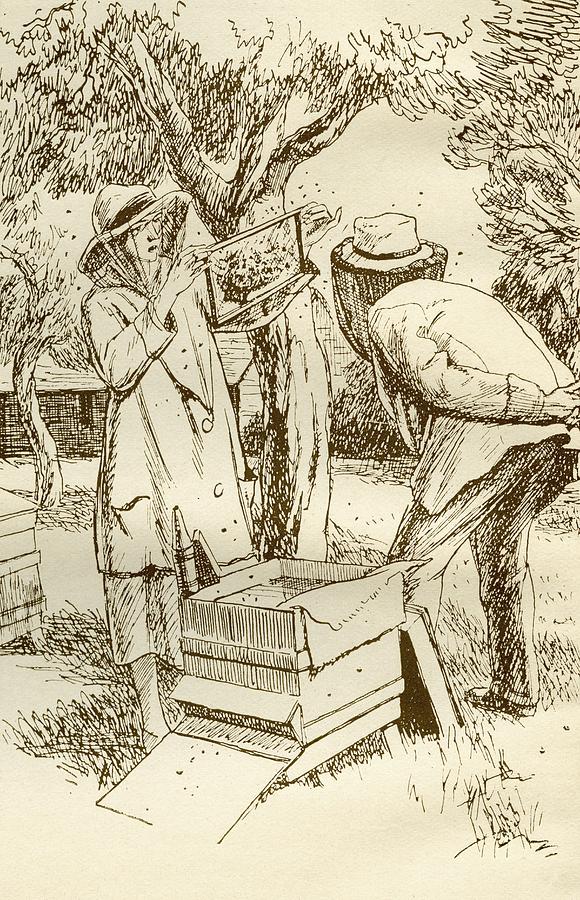 Rural Photograph - Rural Beekeeping In The Early Twentieth Century.  From Windfalls By Alpha Of The Plough, Published by Bridgeman Images