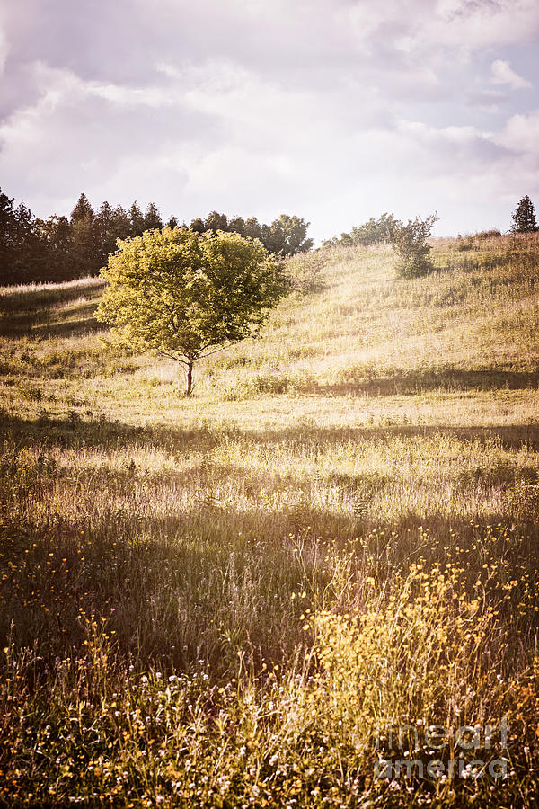 Rural landscape with single tree 2 Photograph by Elena Elisseeva