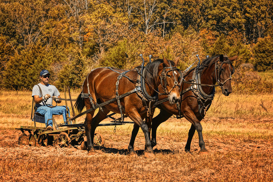 Rural Missouri Plowing with Horses DSC08210 Photograph by Greg Kluempers