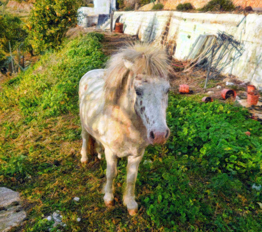Horse Photograph - Rural Pony by Dami Munoz