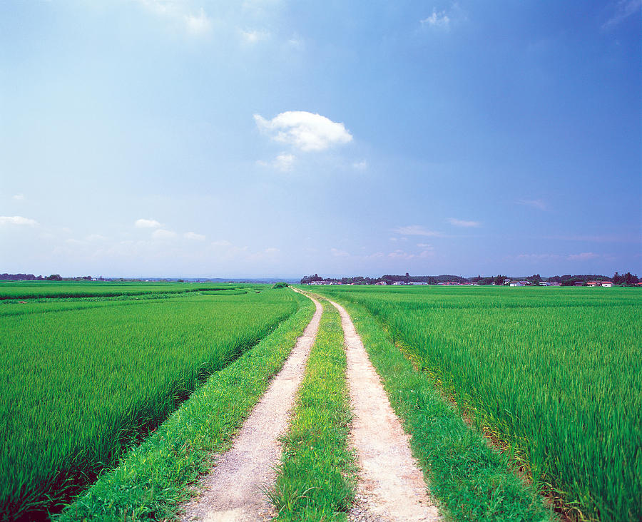 Nature Photograph - Rural Road Between Crop Fields by Panoramic Images