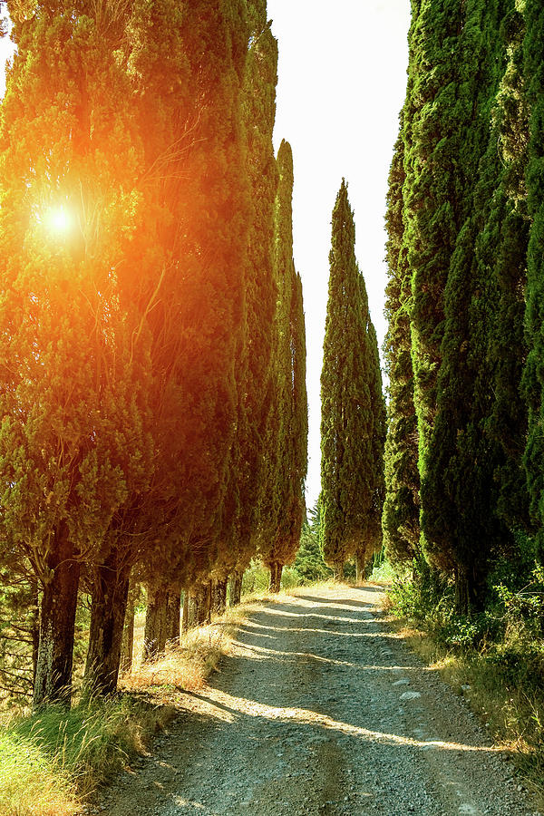 Rural Road Lined With Cypress Trees Photograph by Walter Zerla