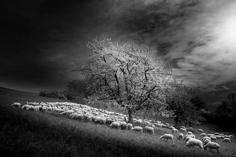 Animal Photograph - Rural Scene by Rasto Gallo