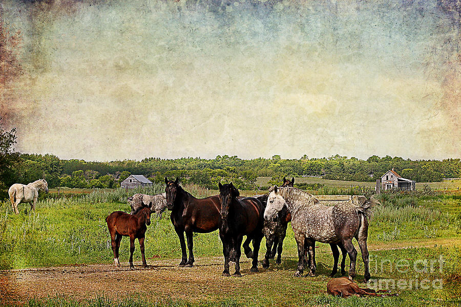 Rural Scene Photograph by Teresa Zieba