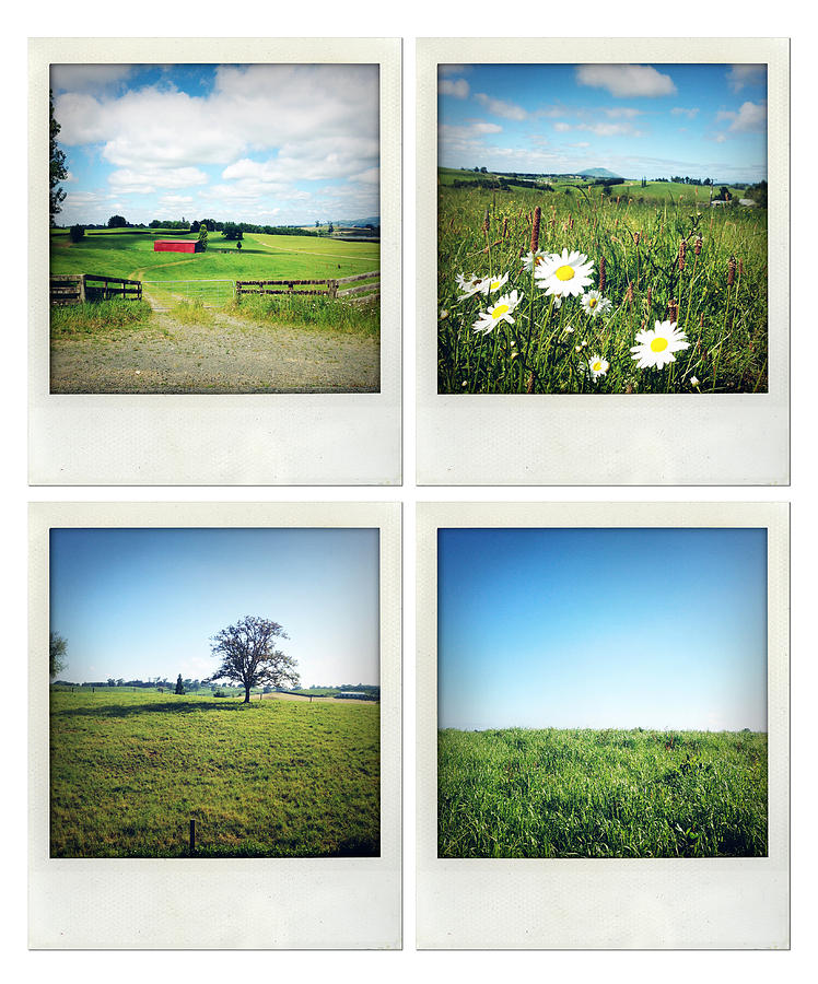 Daisy Photograph - Rural scenes by Les Cunliffe