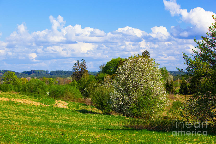 Spring Photograph - Rural spring landscape by Michal Bednarek