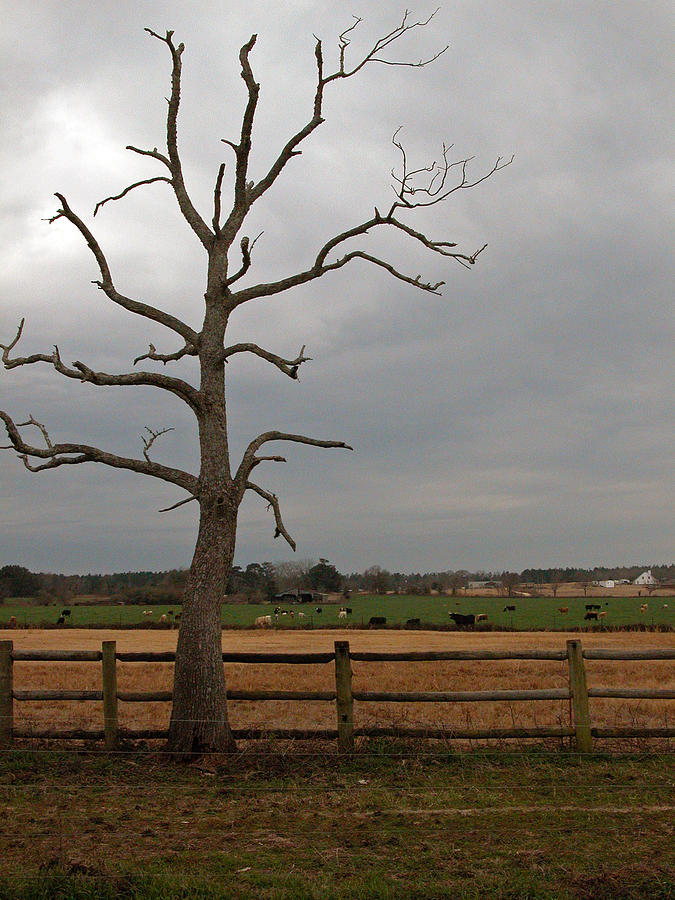 Rural Tree Photograph by David Dittmann - Pixels