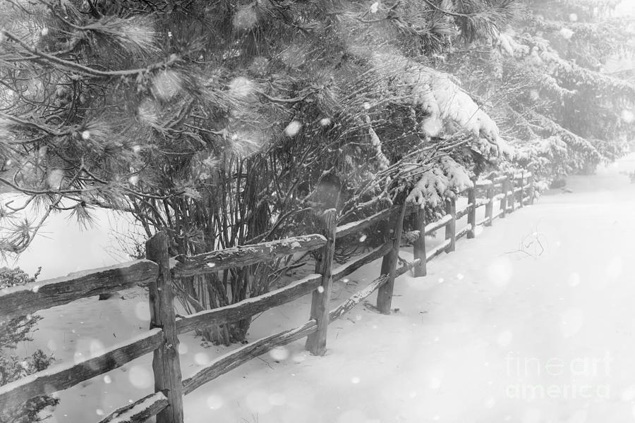 Rural winter scene with fence 5 Photograph by Elena Elisseeva