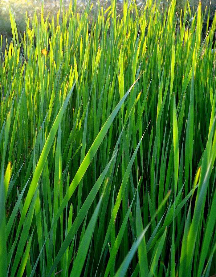 Rushes in the Light WC 2  Photograph by Lyle Crump