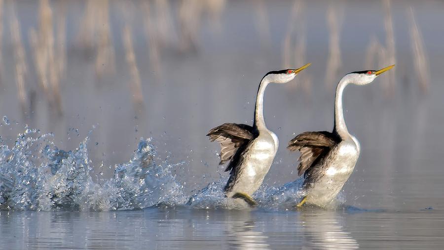 Wildlife Photograph - Rushing For Love! by Andrew J. Lee Wildlife Photograph - Rushing For Love! by Andrew J. Lee