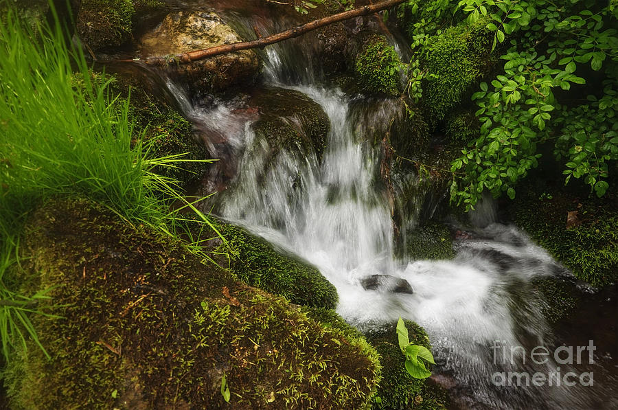 Rushing Mountain Stream and Moss Photograph by Debra Fedchin