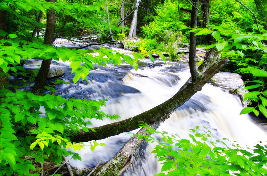 Tree Photograph - Rushing Mountain Stream by Bill Cannon