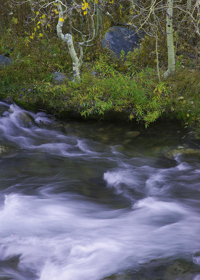 Rushing Stream and Creek Bank - Eastern Sierra Photograph by Ram Vasudev