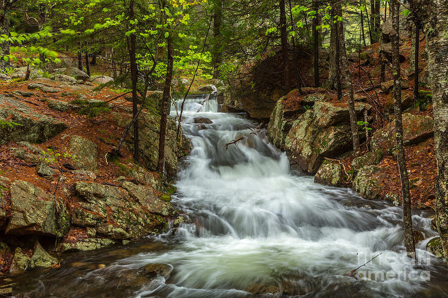 Rushing Stream in Acadia Photograph by Susan Cole Kelly